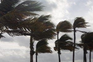 Florida storm palm trees